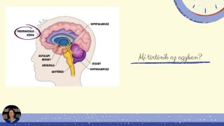 Mi történik az agyban?